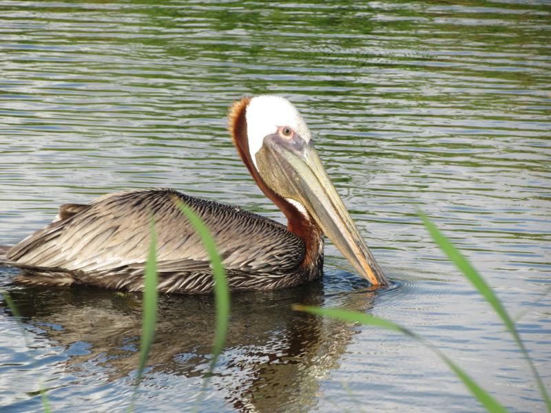 Brown pelican, Jeff Wells, Boothbay Register